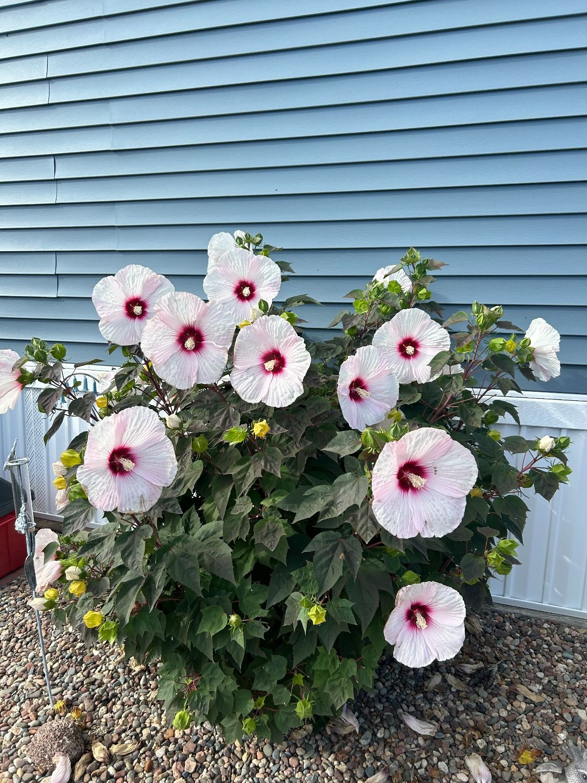 A photo of the Alpine Park Home