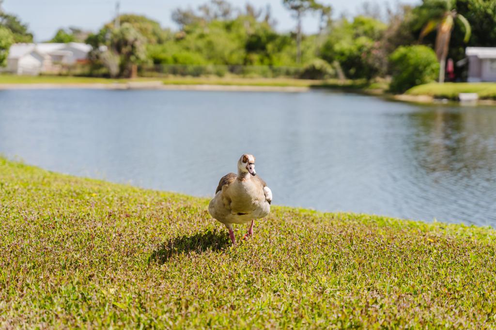 A photo of the Pinelake Village Home